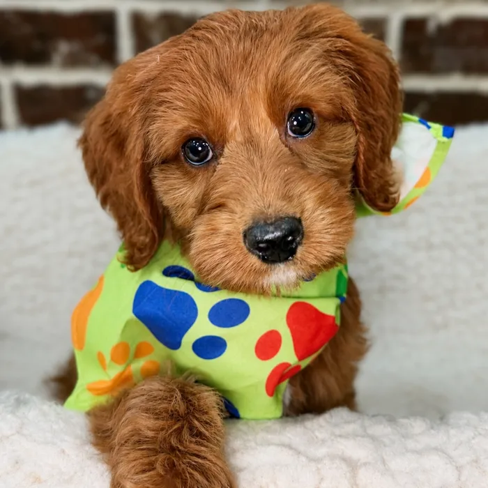 Male Mini Goldendoodle 2Nd Gen puppy for sale at Shake A Paw Union.