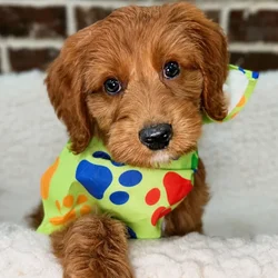 Male Mini Goldendoodle 2Nd Gen puppy for sale at Shake A Paw Union.