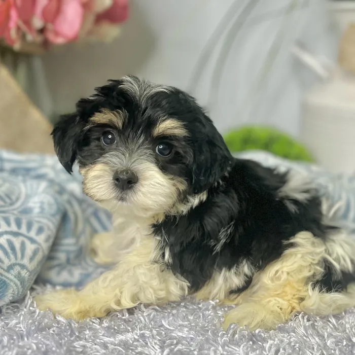 Male Havanese puppy for sale at Shake A Paw Green Brook.