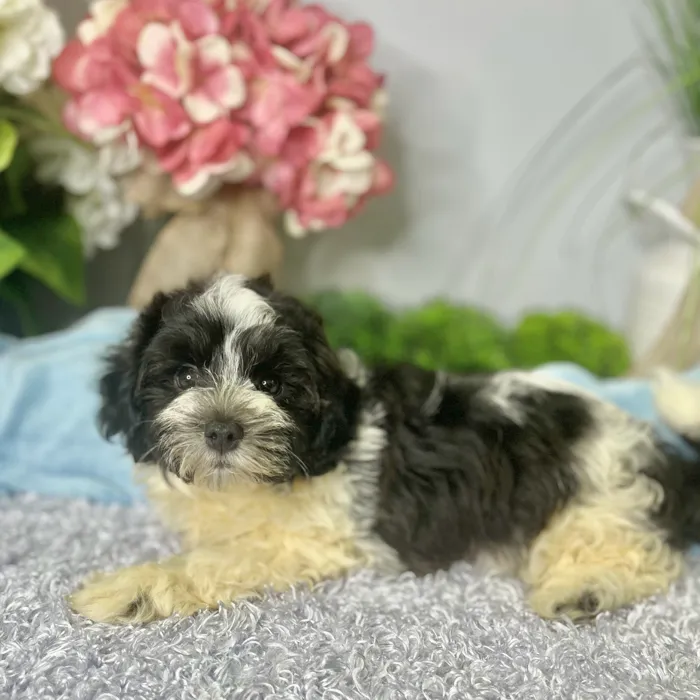 Male Havanese puppy for sale at Shake A Paw Green Brook.