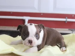car_main_img_/media/ap_media/pets/WVHLEBRRIKZK40871.webp.250x250_q85.webp