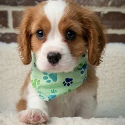 Male Cavalier King Charles Spaniel puppy for sale at Shake A Paw Union.