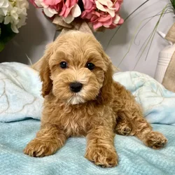 Male Cockapoo 2Nd Gen puppy for sale at Shake A Paw Green Brook.