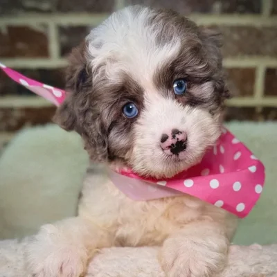 Female Mini Aussiedoodle puppy for sale at Shake A Paw Union.