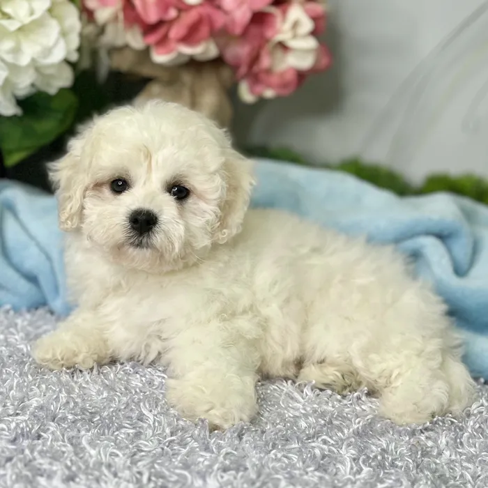 Female Bichon Frise puppy for sale at Shake A Paw Green Brook.