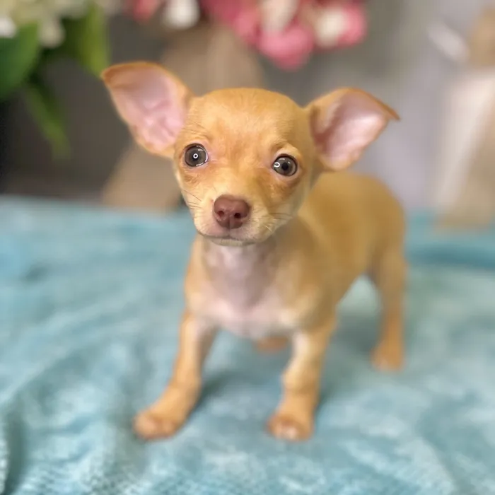 Male Chihuahua puppy for sale at Shake A Paw Green Brook.