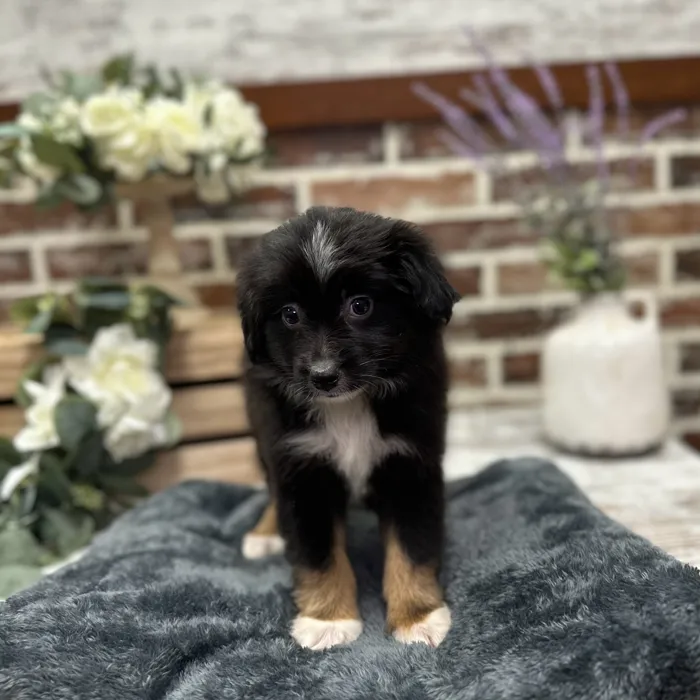 Male Mini Australian Shepherd puppy for sale at Shake A Paw Union.