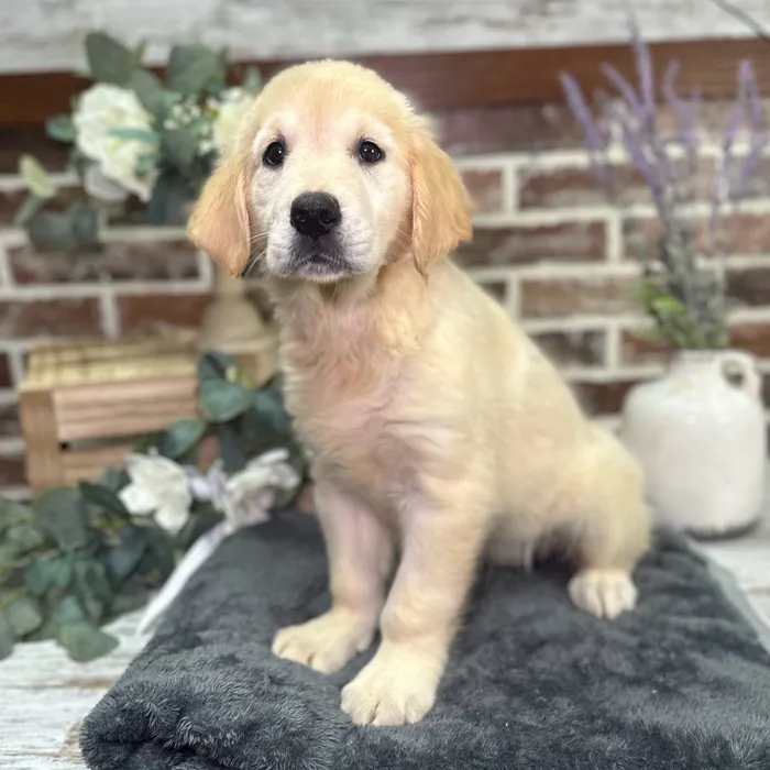Female Golden Retriever puppy for sale at Shake A Paw Union.