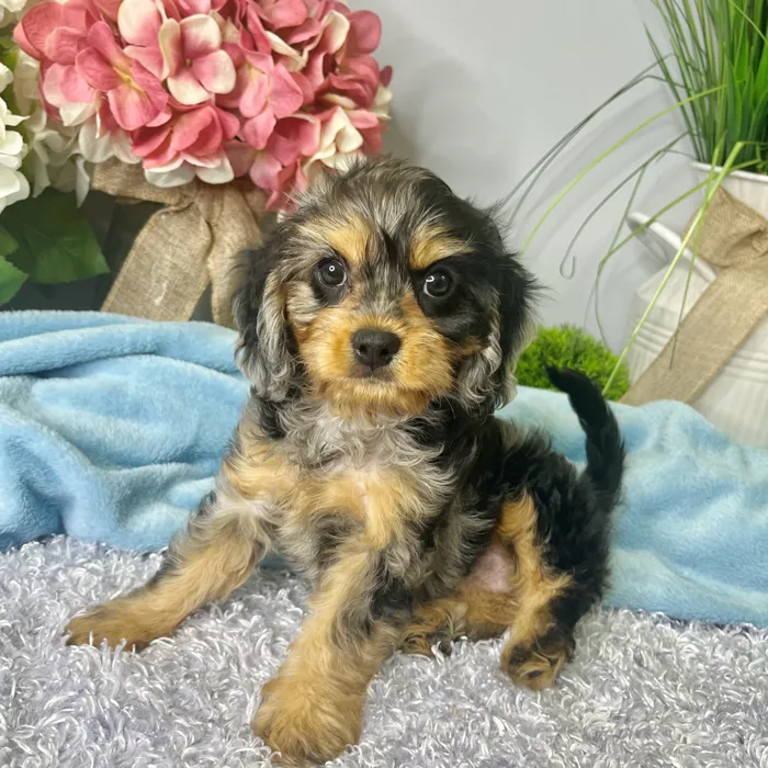 Female Cavapoo puppy for sale at Shake A Paw Green Brook.