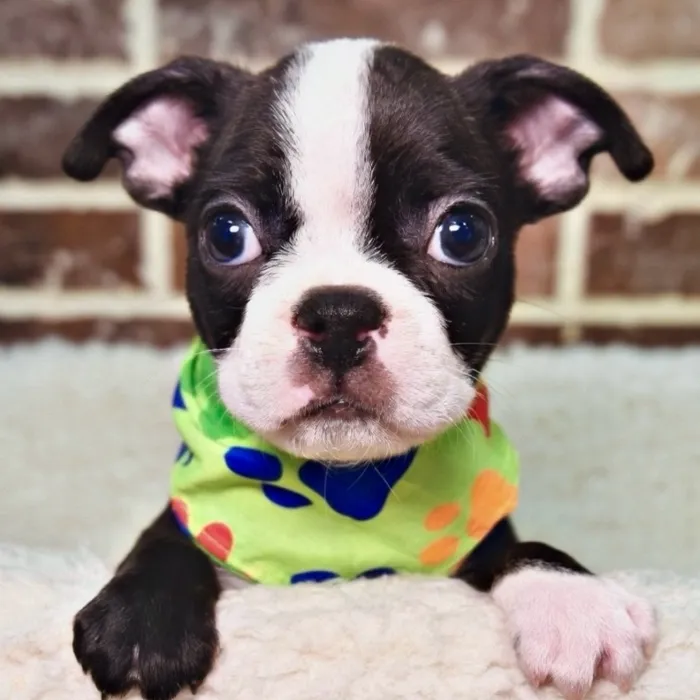 Male Boston Terrier puppy for sale at Shake A Paw Union.