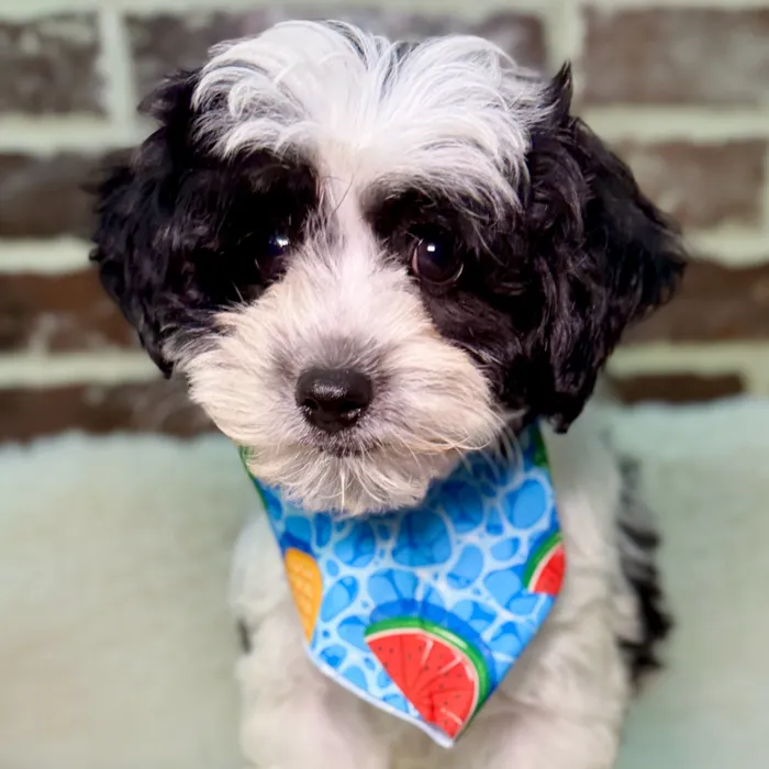 Male Yorkie / Poodle puppy for sale at Shake A Paw Union.