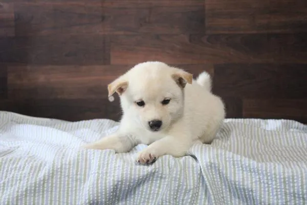 Male Shiba Inu puppy for sale at Shake A Paw Green Brook.
