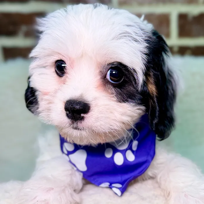 Female Cavapoo puppy for sale at Shake A Paw Union.