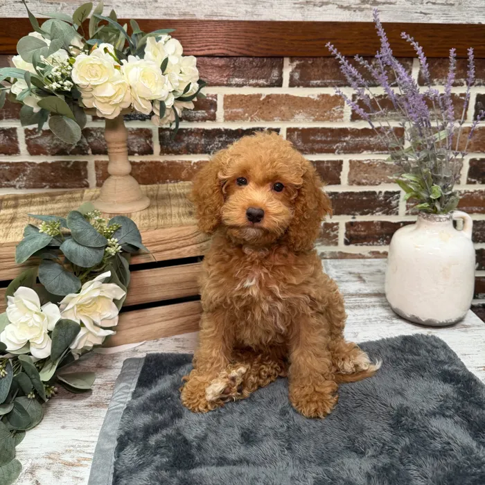 Female Cavapoo 2Nd Gen puppy for sale at Shake A Paw Union.
