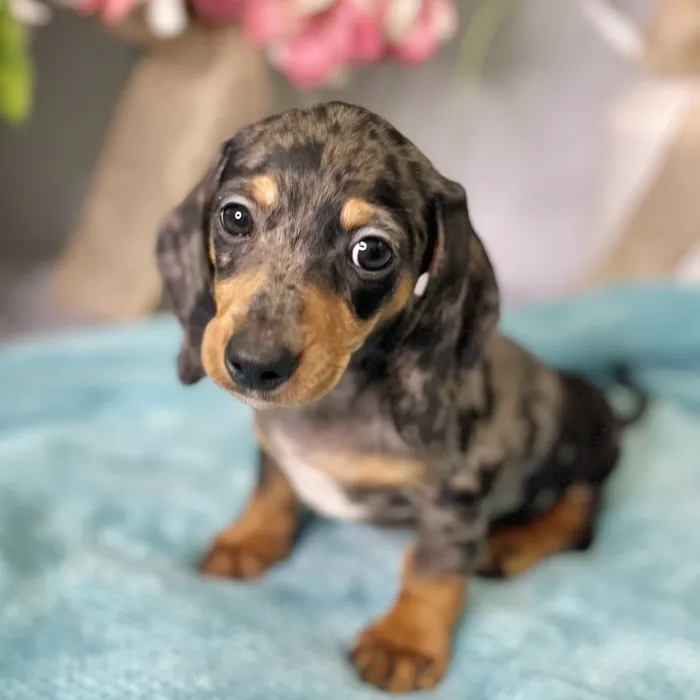 Male Dachshund puppy for sale at Shake A Paw Green Brook.