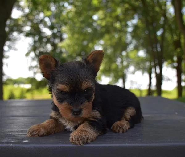 Male Yorkshire Terrier puppy for sale at Shake A Paw Union.