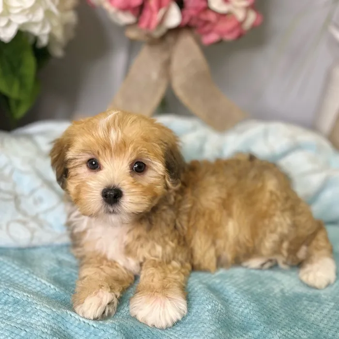 Male Havanese puppy for sale at Shake A Paw Green Brook.