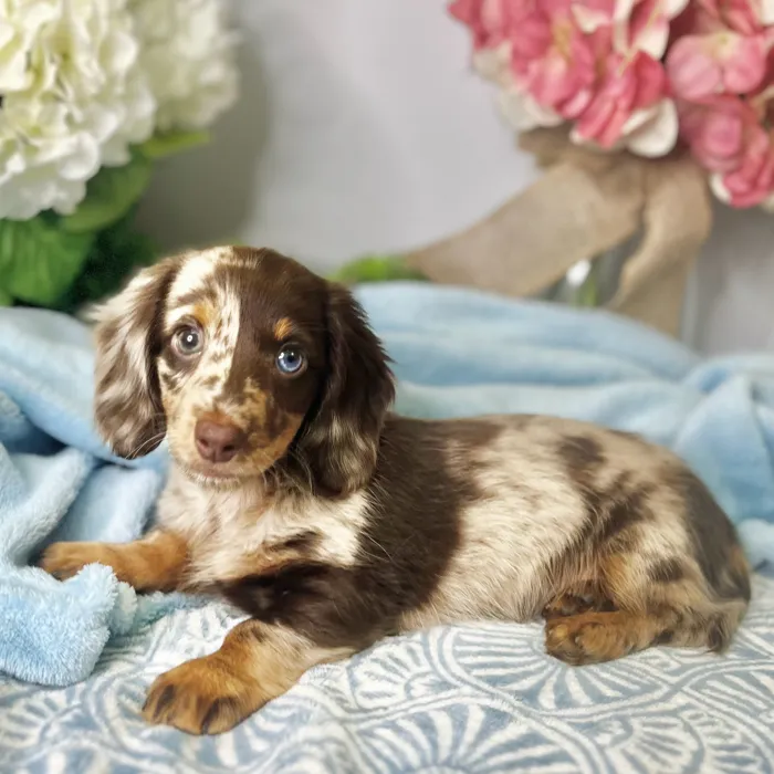 Male Dachshund puppy for sale at Shake A Paw Green Brook.
