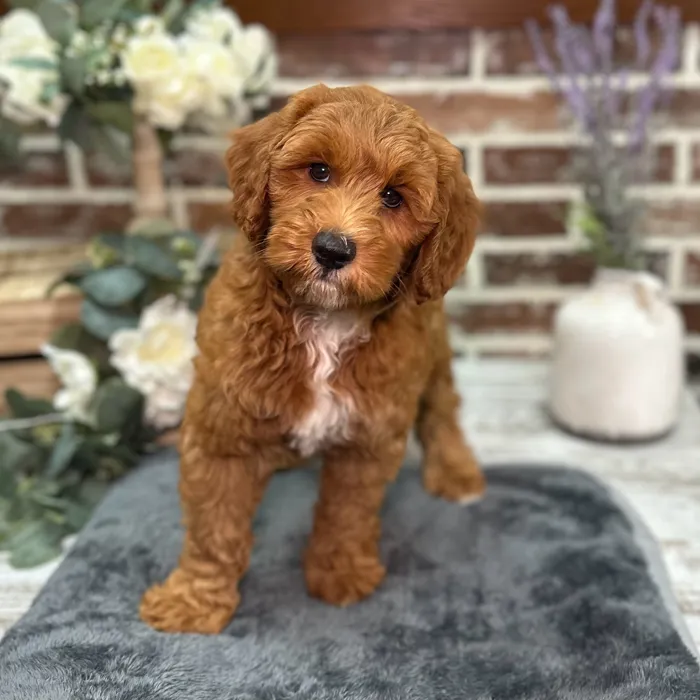 Male Mini Goldendoodle puppy for sale at Shake A Paw Union.