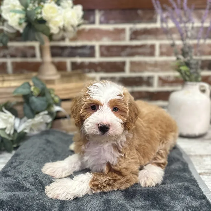 Male Mini Bernedoodle 2Nd Gen puppy for sale at Shake A Paw Union.
