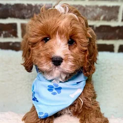Male Cavapoo puppy for sale at Shake A Paw Union.