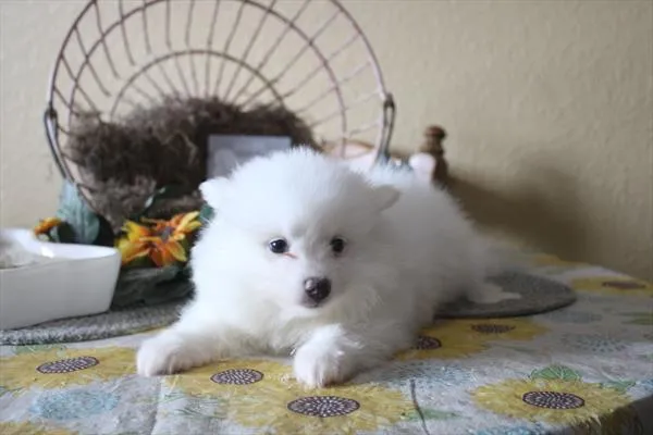 Male American Eskimo puppy for sale at Shake A Paw Green Brook.