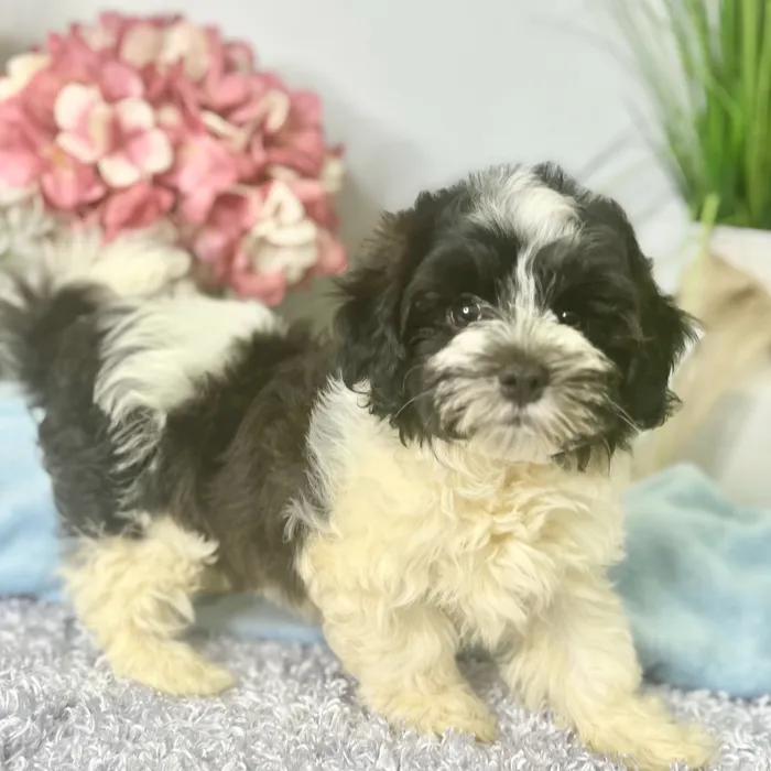 Male Havanese puppy for sale at Shake A Paw Green Brook.