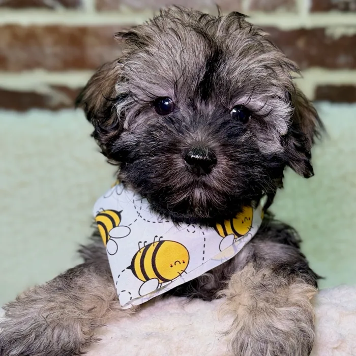 Female Havanese / Poodle puppy for sale at Shake A Paw Union.