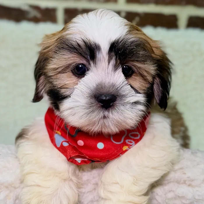 Male Havanese / Shih Tzu puppy for sale at Shake A Paw Union.