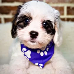 Female Cavapoo puppy for sale at Shake A Paw Union.