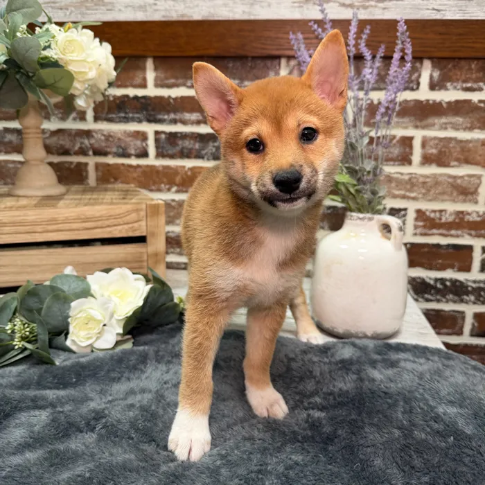 Female Shiba Inu puppy for sale at Shake A Paw Union.
