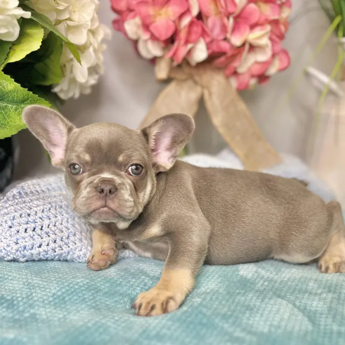 Female French Bulldog puppy for sale at Shake A Paw Green Brook.