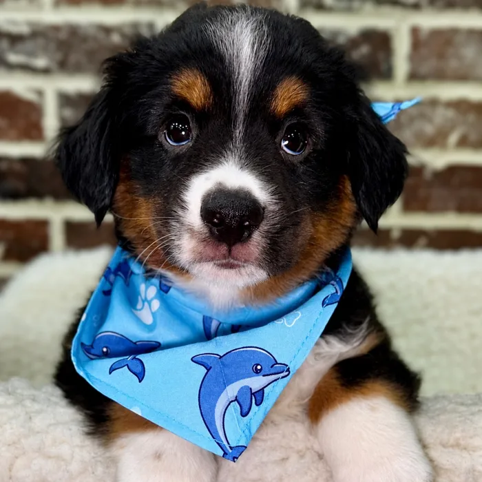 Male Mini American Shepherd puppy for sale at Shake A Paw Union.