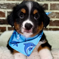 Male Mini American Shepherd puppy for sale at Shake A Paw Union.