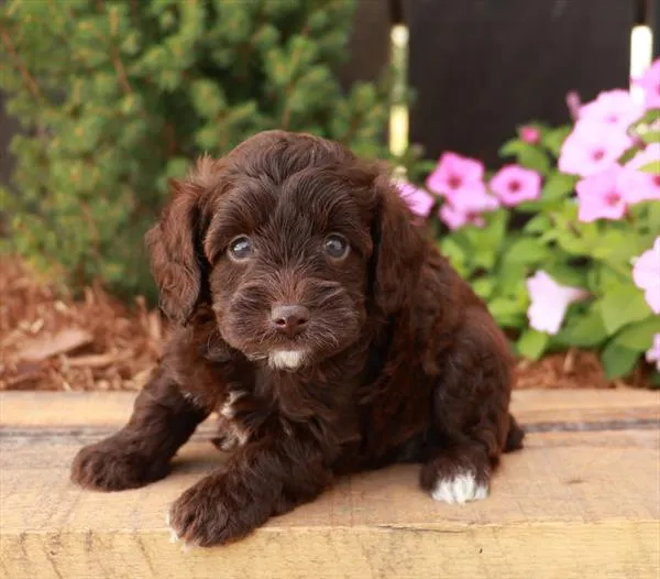 Female Schnoodle puppy for sale at Shake A Paw Green Brook.
