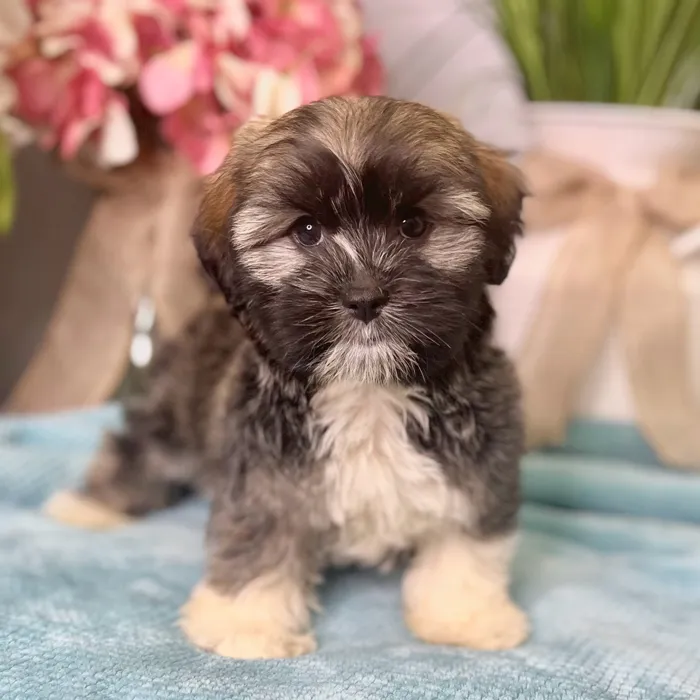 Female Havanese puppy for sale at Shake A Paw Green Brook.