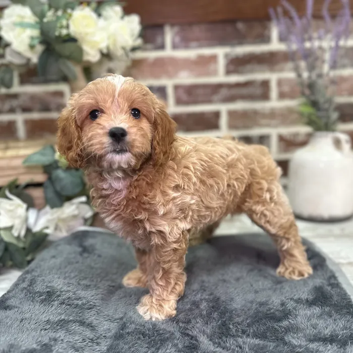 Male Cavapoo puppy for sale at Shake A Paw Union.