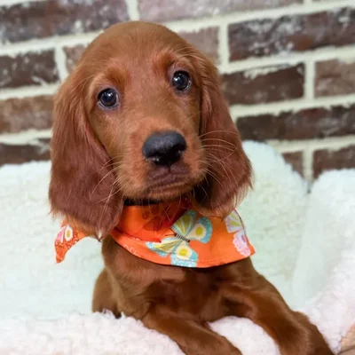 Female Irish Setter puppy for sale at Shake A Paw Union.