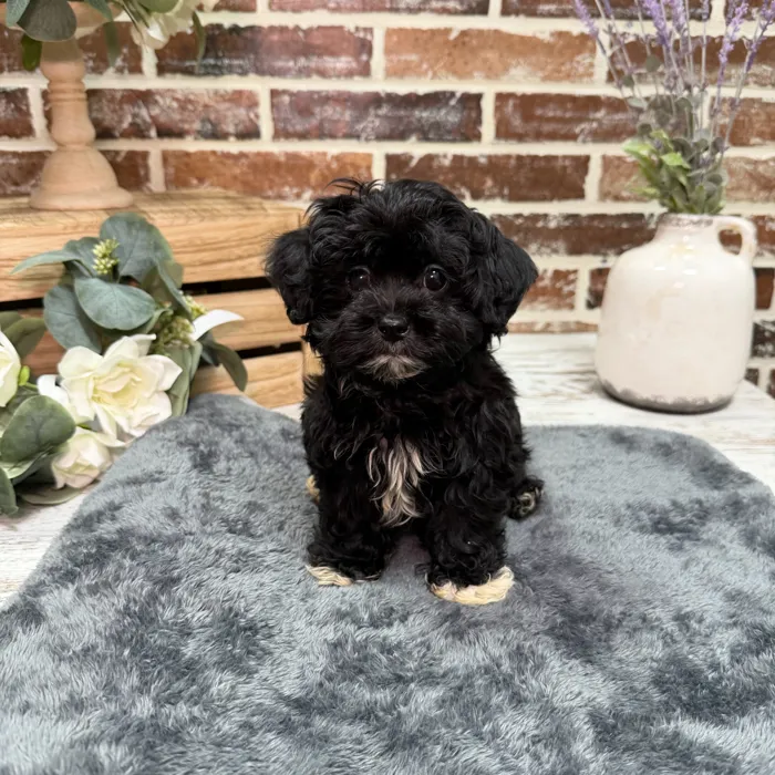 Male Shih Tzu / Poodle puppy for sale at Shake A Paw Union.
