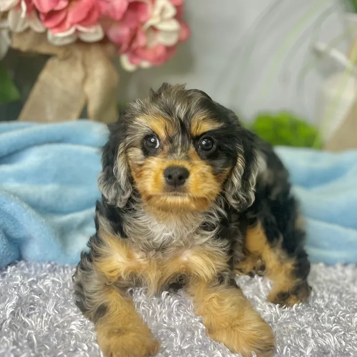 Female Cavapoo puppy for sale at Shake A Paw Green Brook.