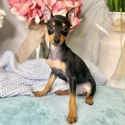 Male Miniature Pinscher puppy for sale at Shake A Paw Green Brook.