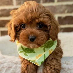 car_main_img_/media/ap_media/pets/ZRUYHCLXUQNC40484.webp.250x250_q85.webp