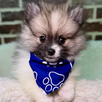 Male Pomeranian puppy for sale at Shake A Paw Union.