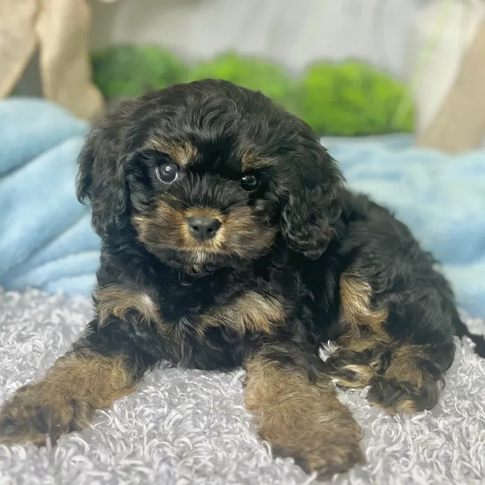 Male Cavapoo puppy for sale at Shake A Paw Green Brook.