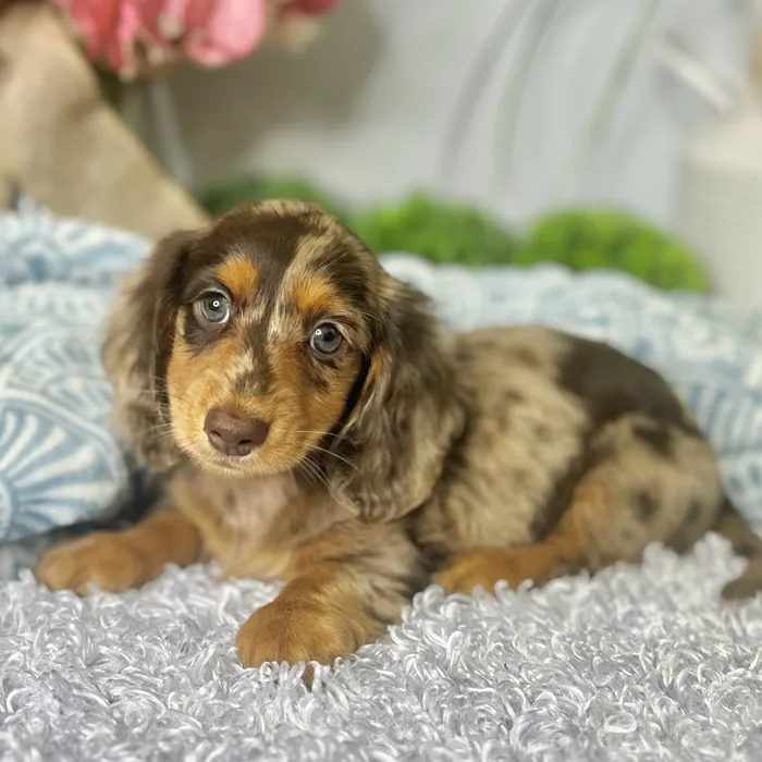 Male Dachshund puppy for sale at Shake A Paw Green Brook.