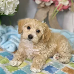 Male Maltipoo puppy for sale at Shake A Paw Green Brook.