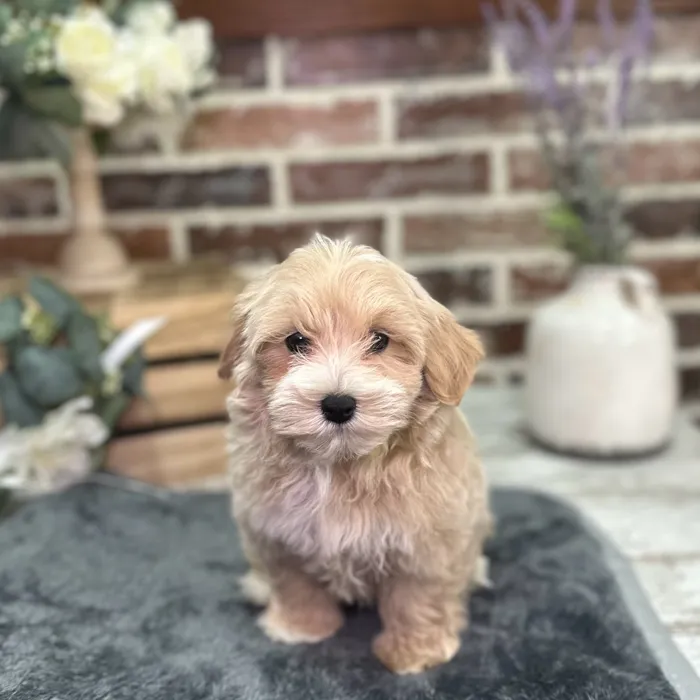 Female Maltipoo puppy for sale at Shake A Paw Union.