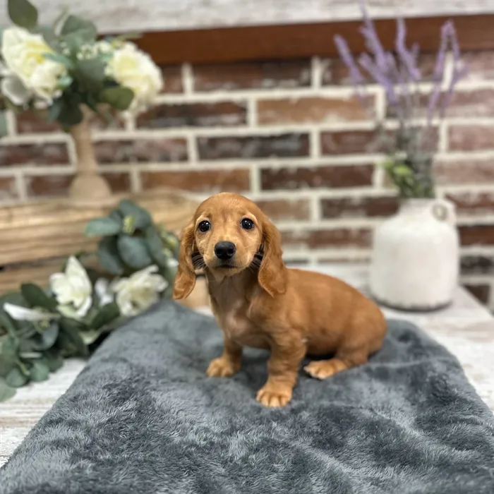 Female Dachshund puppy for sale at Shake A Paw Union.