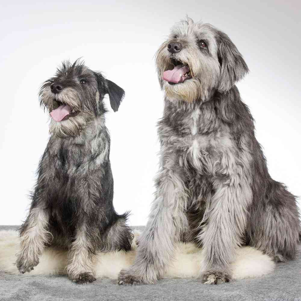 Standard Schnauzer Puppies for Sale image