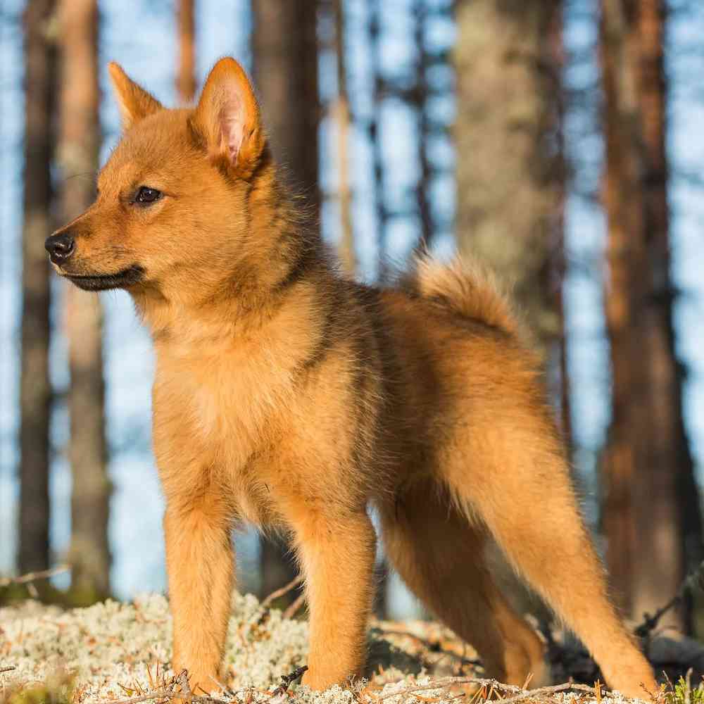 Finnish Spitz Puppies for Sale image